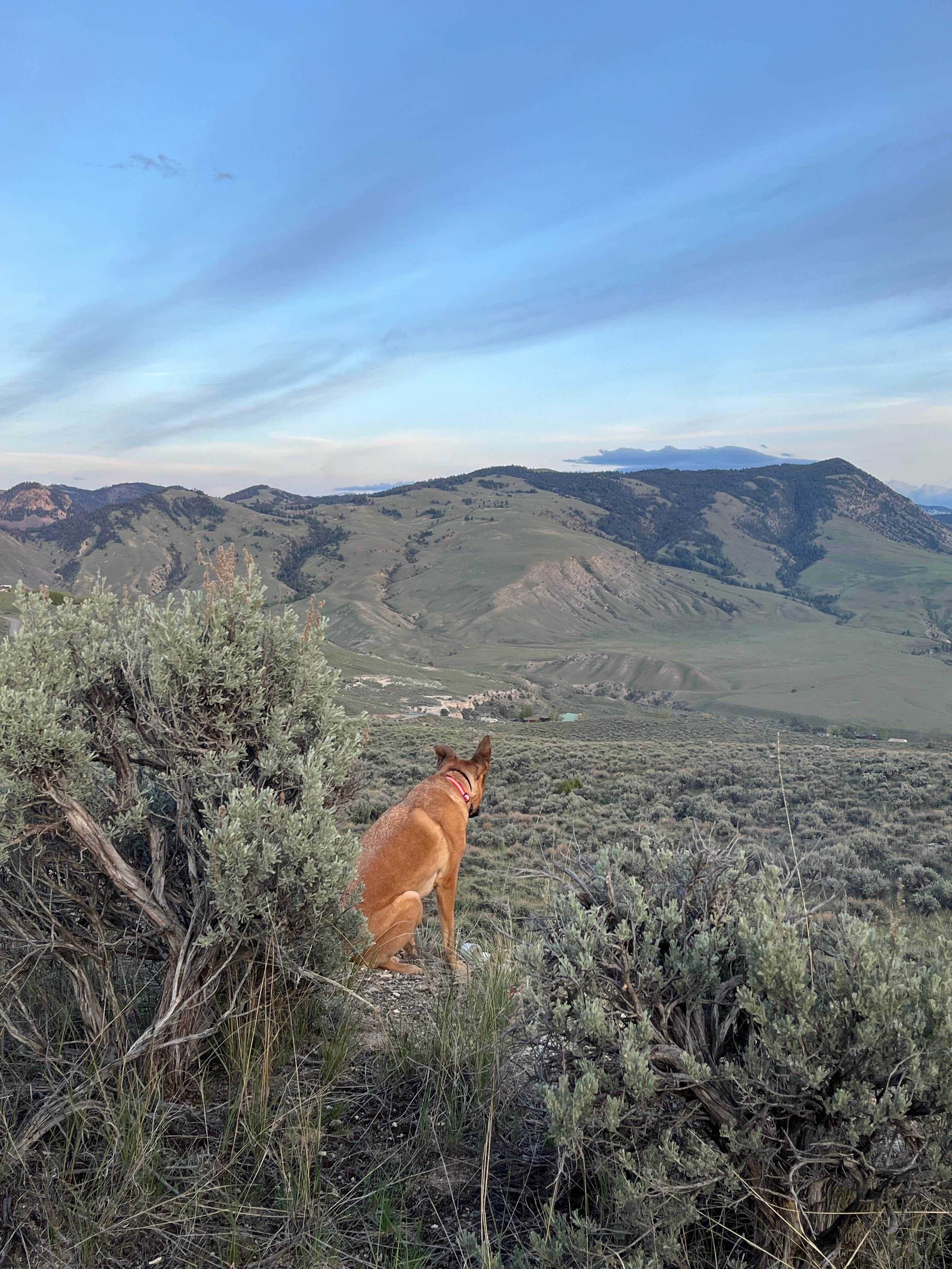 Andrew K.'s photo of camping with pets at Travertine Road Dispersed - Yellowstone near Yellowstone National Park