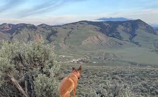 Andrew K.'s photo of camping with pets at Travertine Road Dispersed - Yellowstone near Custer Gallatin National Forest