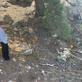 Review photo of Travertine Road Dispersed - Yellowstone by Brodie B., April 25, 2025