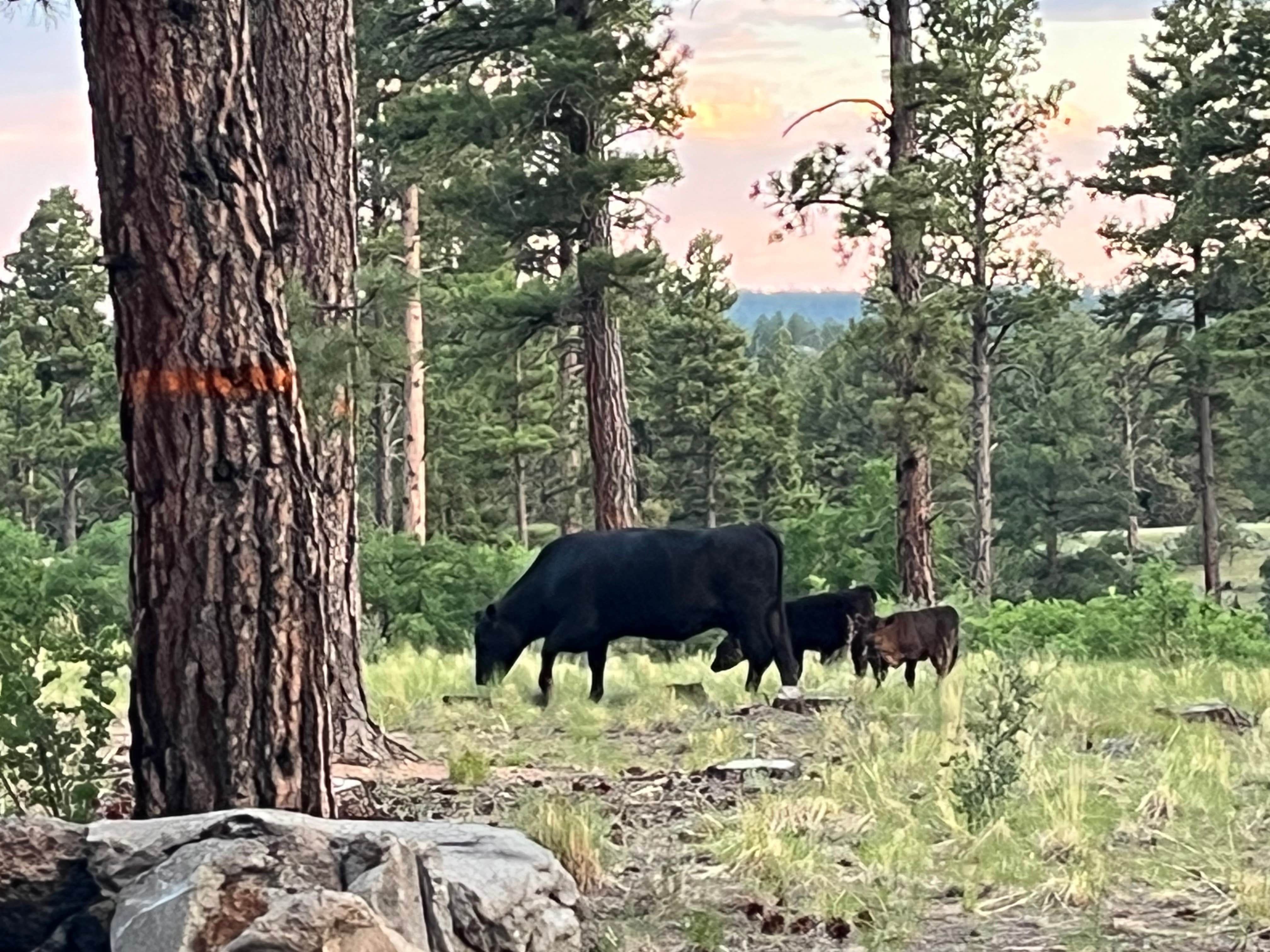 Camper-submitted photo at Tres Piedras Camp near Carson National Forest