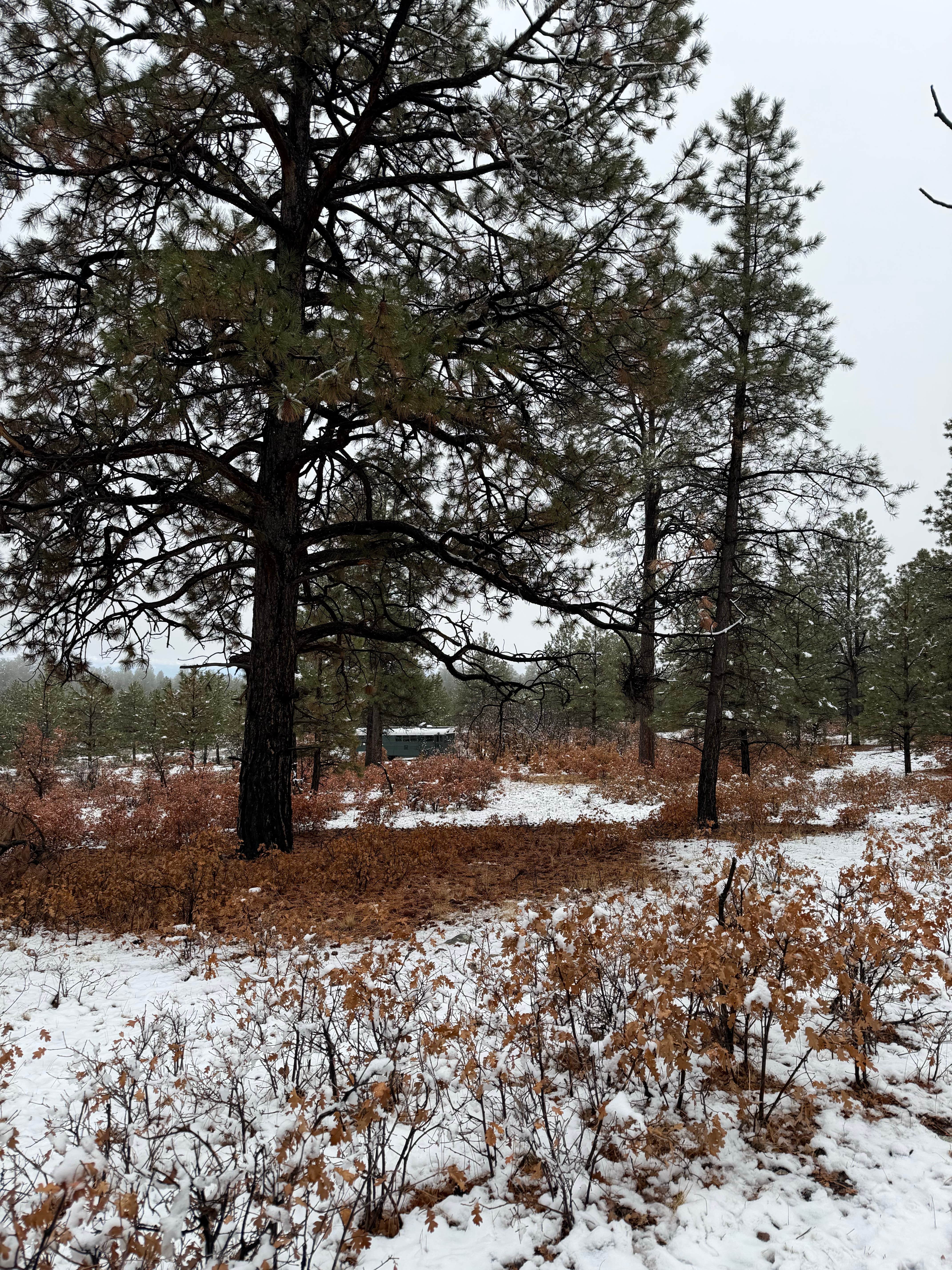 Camper-submitted photo at Tres Piedras on Forest Road 64G near Carson National Forest