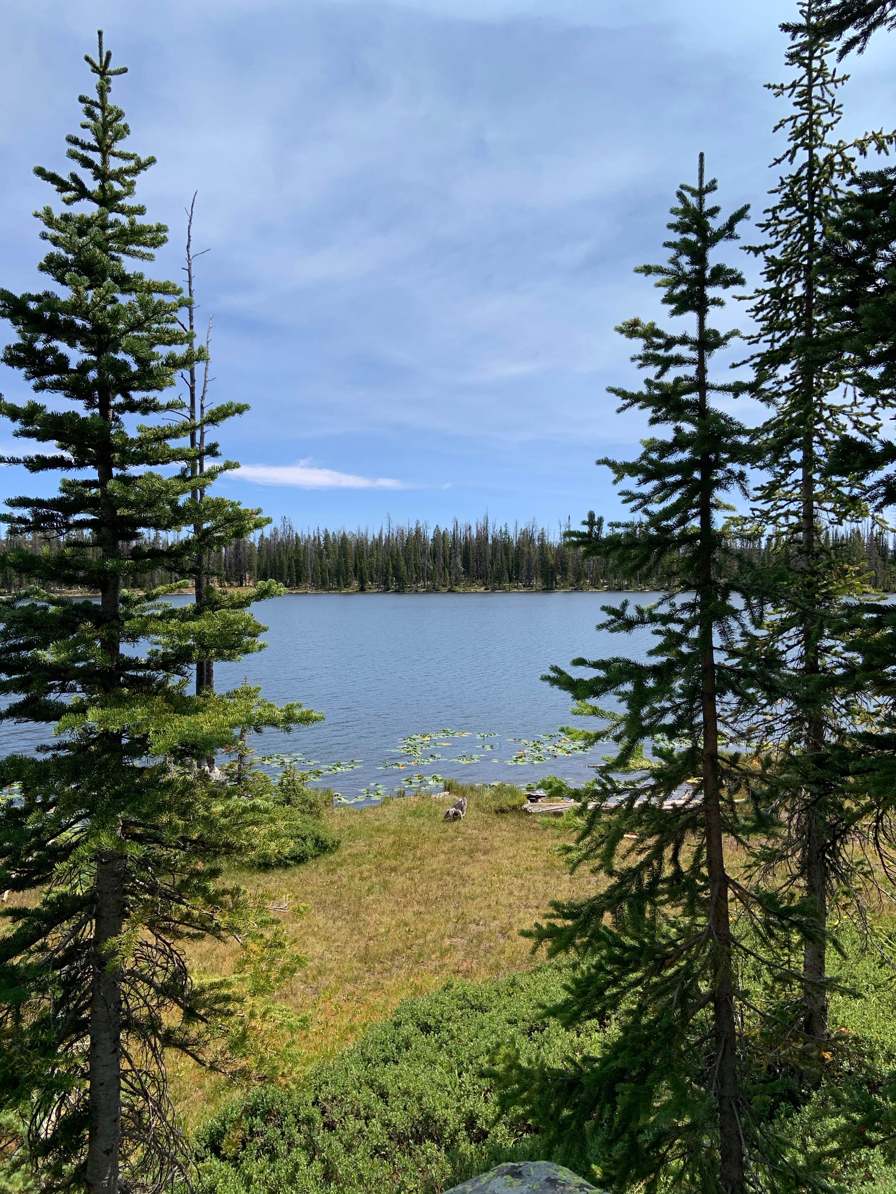 Tiffany P.'s photo of a dispersed camping area at Trial Lake Road Dispersed Camping near Duchesne, UT
