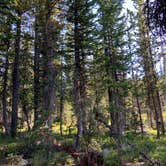 Review photo of Trial Lake Road Dispersed Camping by Tiffany P., April 14, 2024