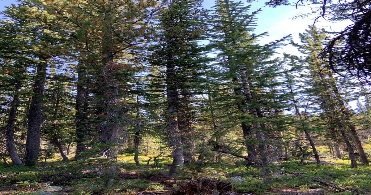 Trial Lake Road Dispersed Camping