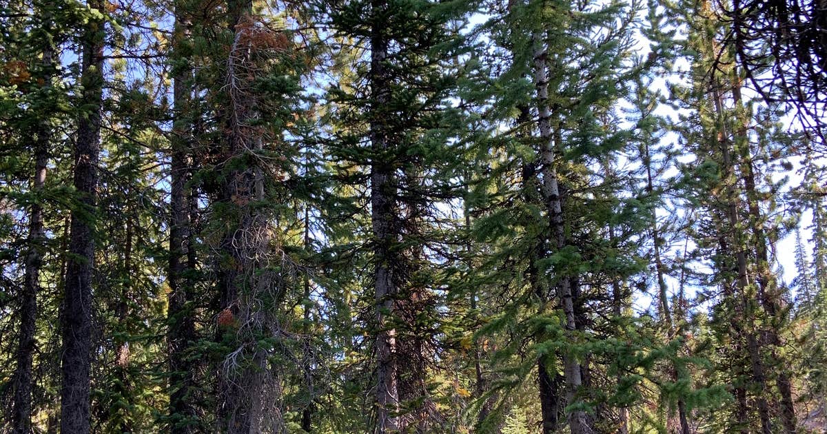 Trial Lake Road Dispersed Camping