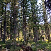 Review photo of Trial Lake Road Dispersed Camping by Tiffany P., April 14, 2024