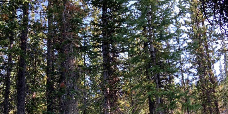 Camper submitted image from Trial Lake Road Dispersed Camping