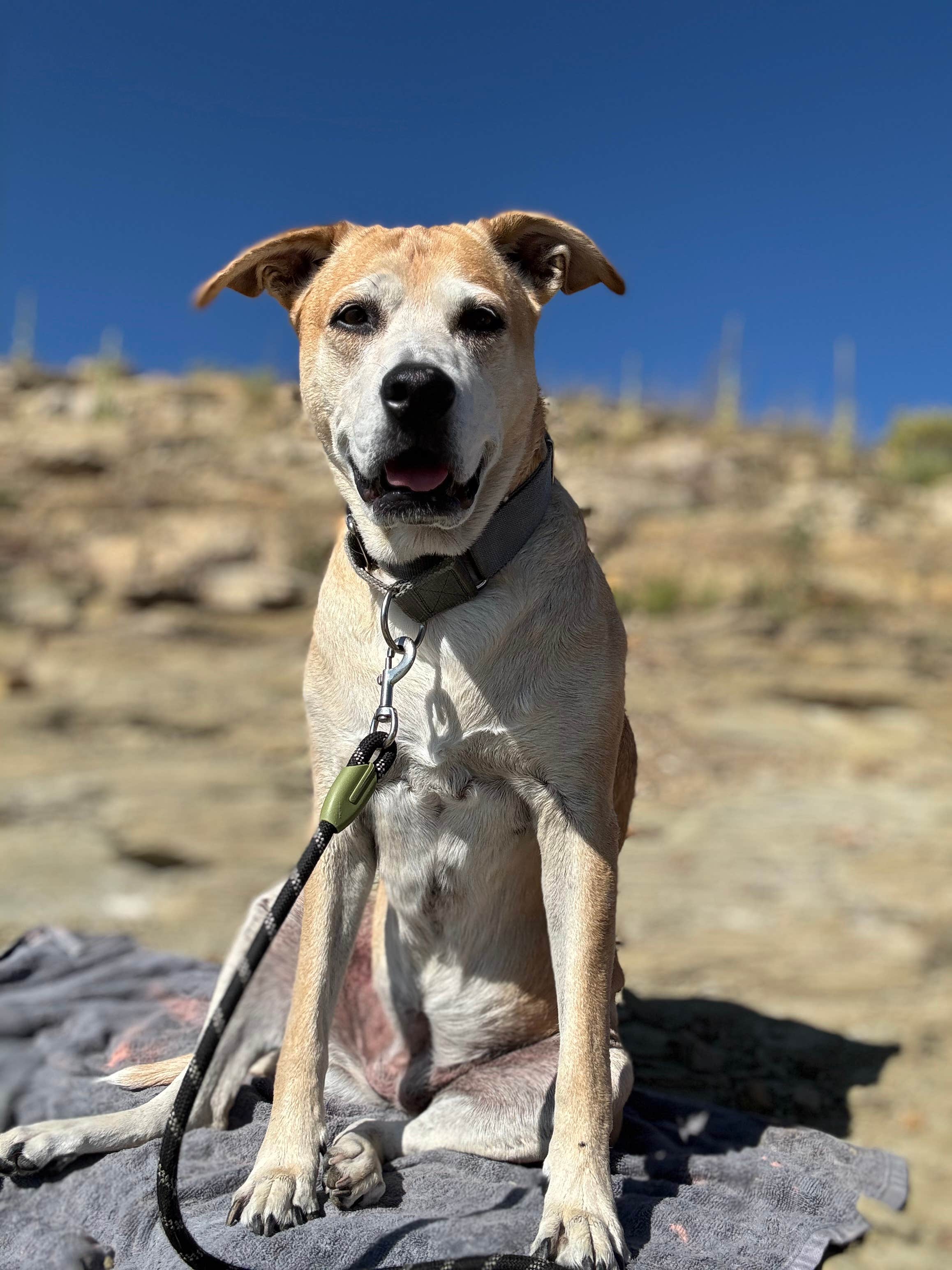 Abby R.'s photo of camping with pets at South Shore Campground — Trinidad Lake State Park near Capulin, NM