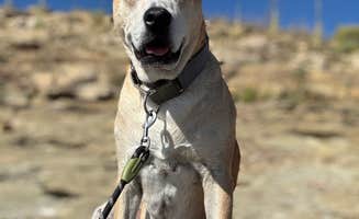 Abby R.'s photo of camping with pets at South Shore Campground — Trinidad Lake State Park near Capulin, NM