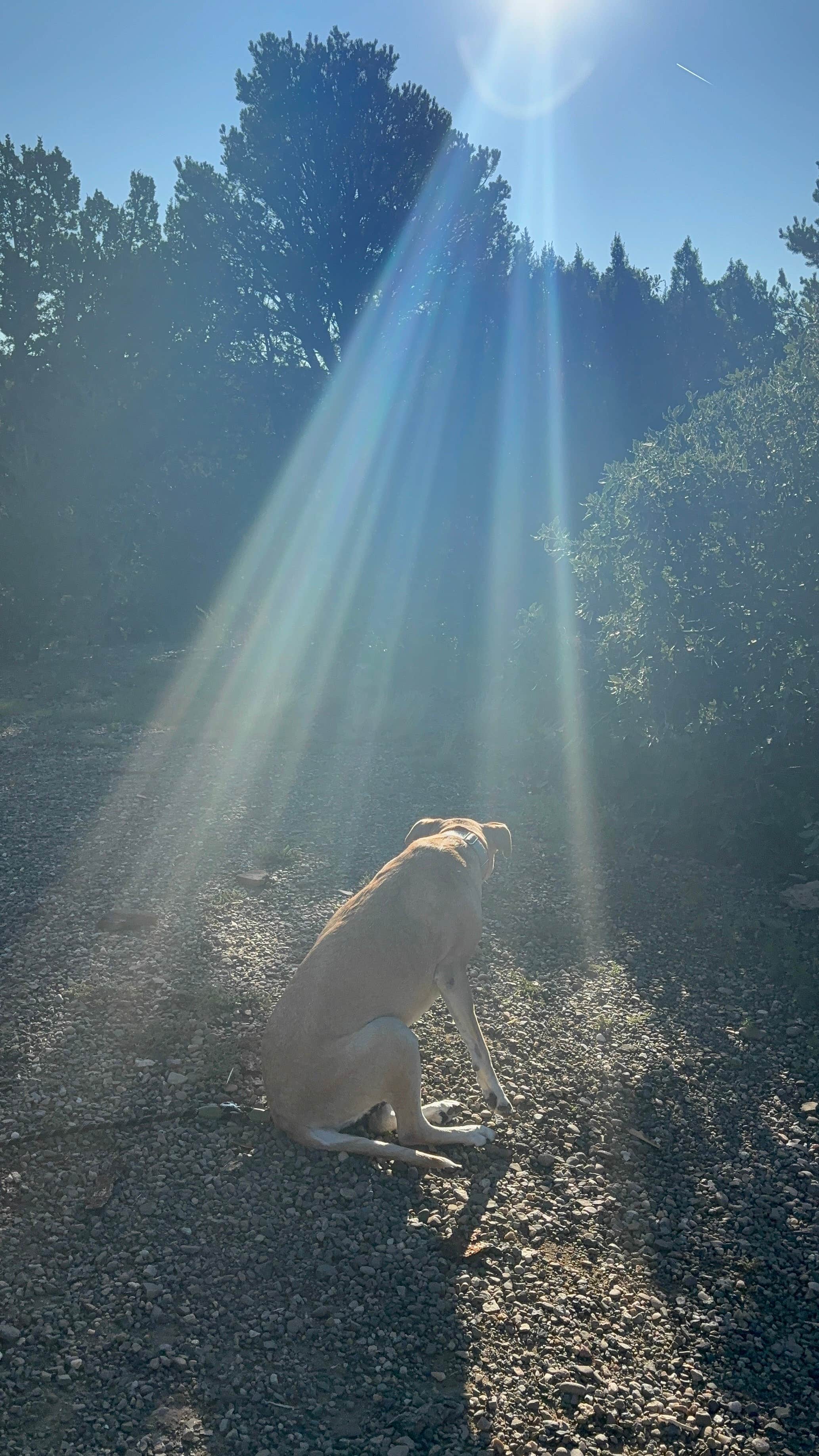 Abby R.'s photo of camping with pets at South Shore Campground — Trinidad Lake State Park near Weston, CO