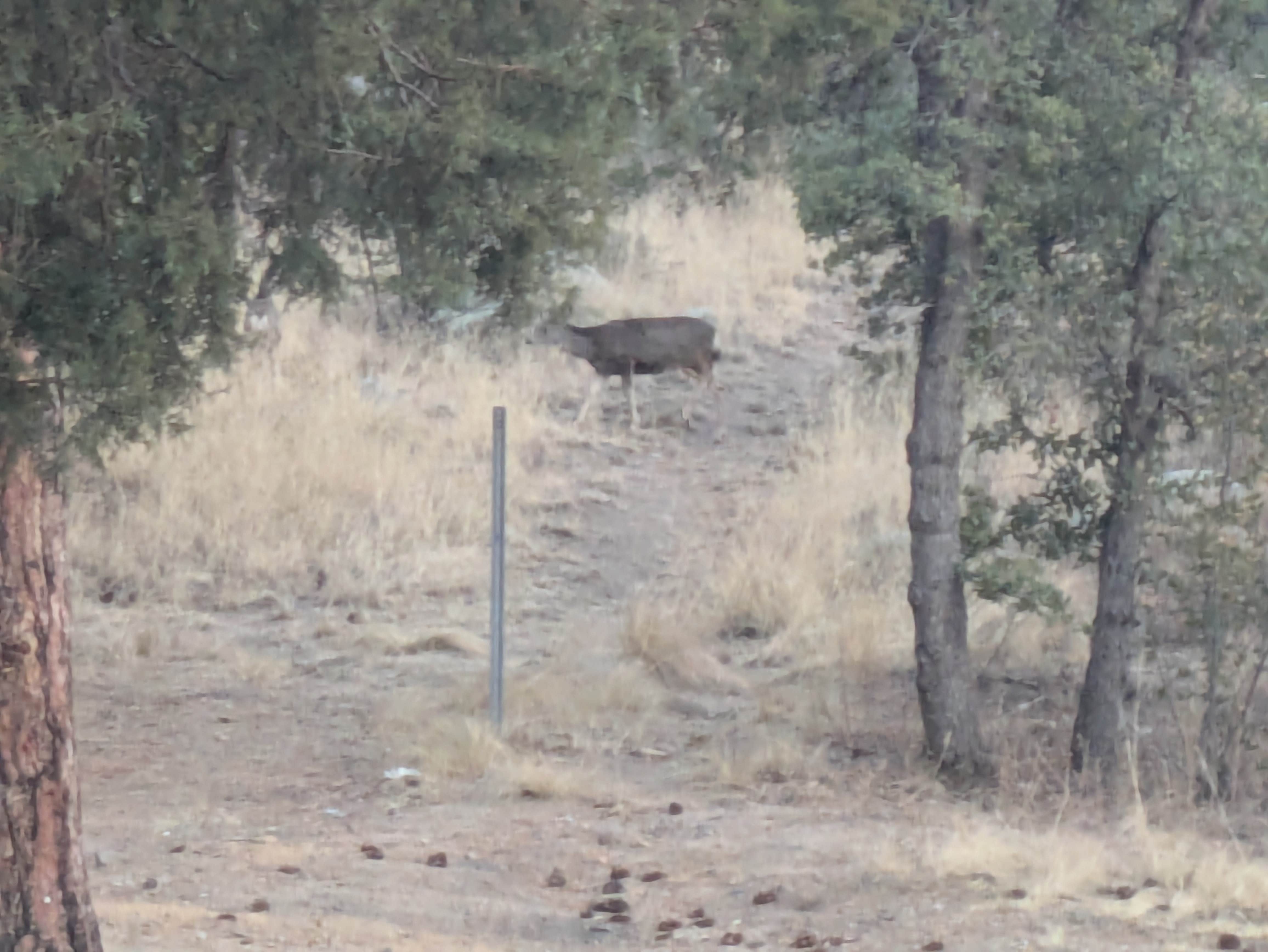 Camper submitted image from Trittle Mountain Campsites - Kendall Camp Road - 2