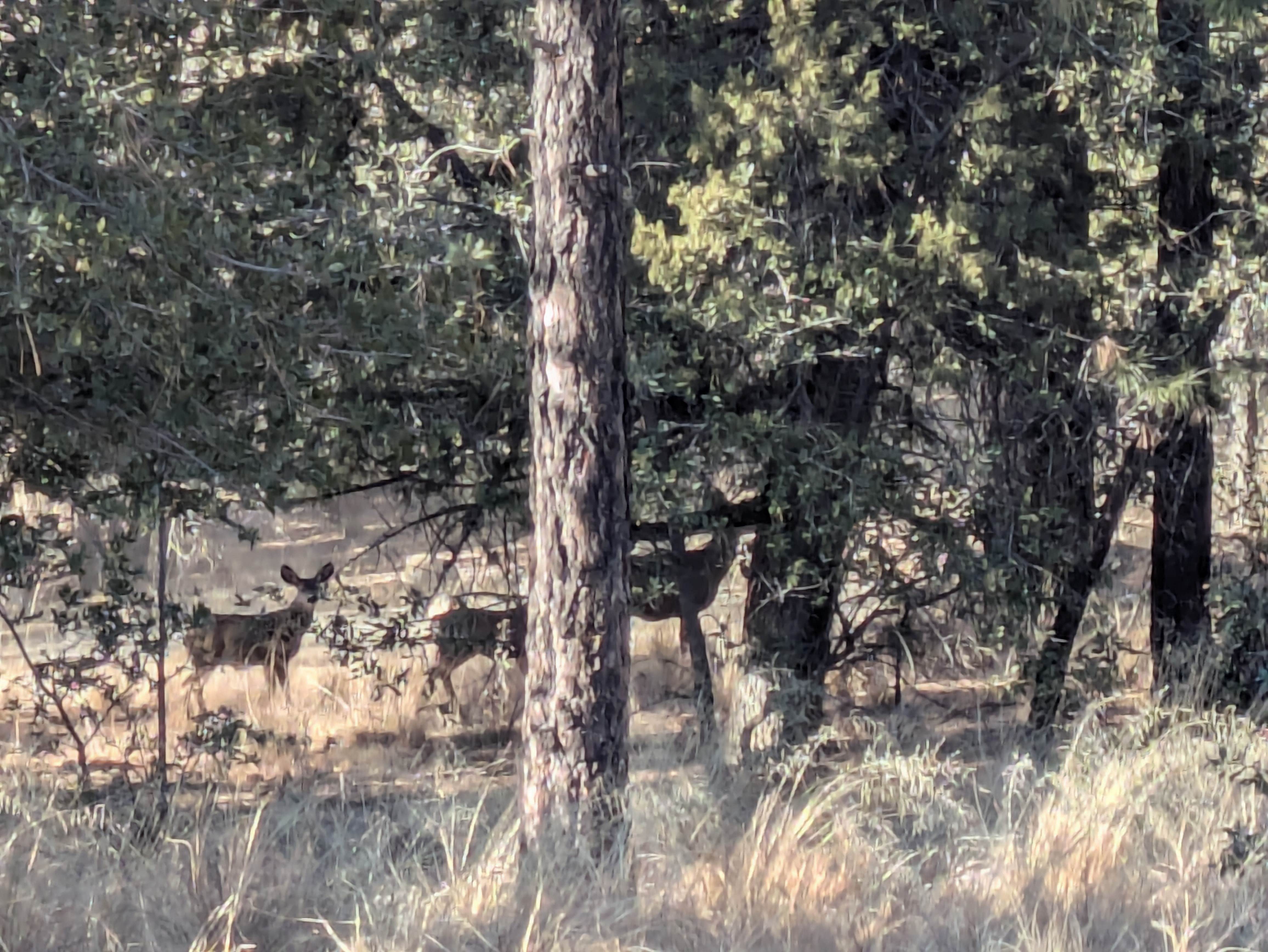 Camping near Wolf Creek Road Camp: Trittle Mountain Campsites - Kendall Camp Road, Prescott National Forest, Arizona