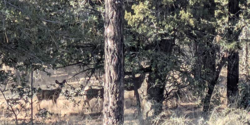 Camper submitted image from Trittle Mountain Campsites - Kendall Camp Road