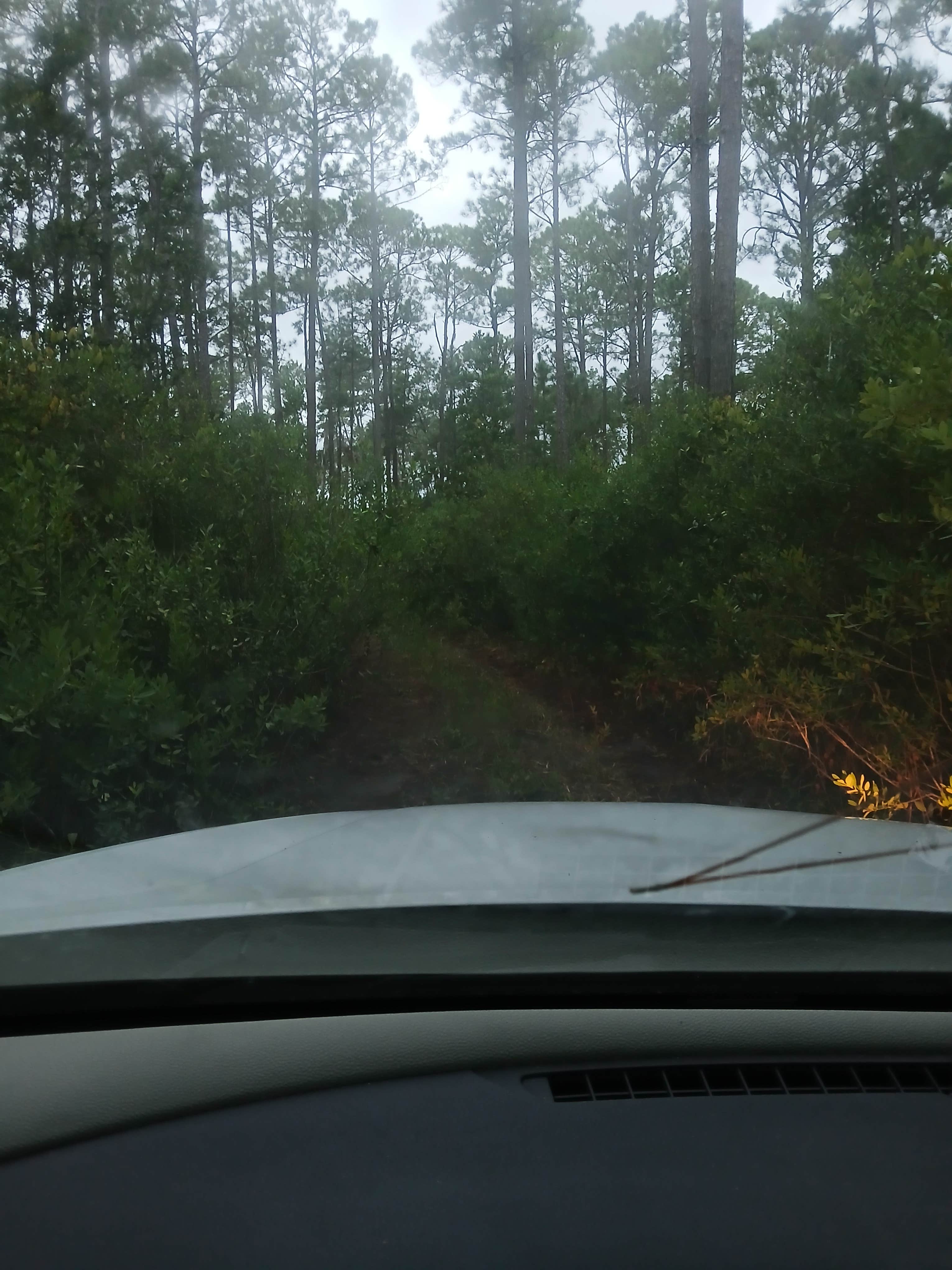 Camper submitted image from Trout Lake Primitive Sites - 4