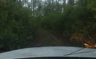 Laurence A.'s photo of a dispersed camping area at Trout Lake Primitive Sites near Clermont, FL