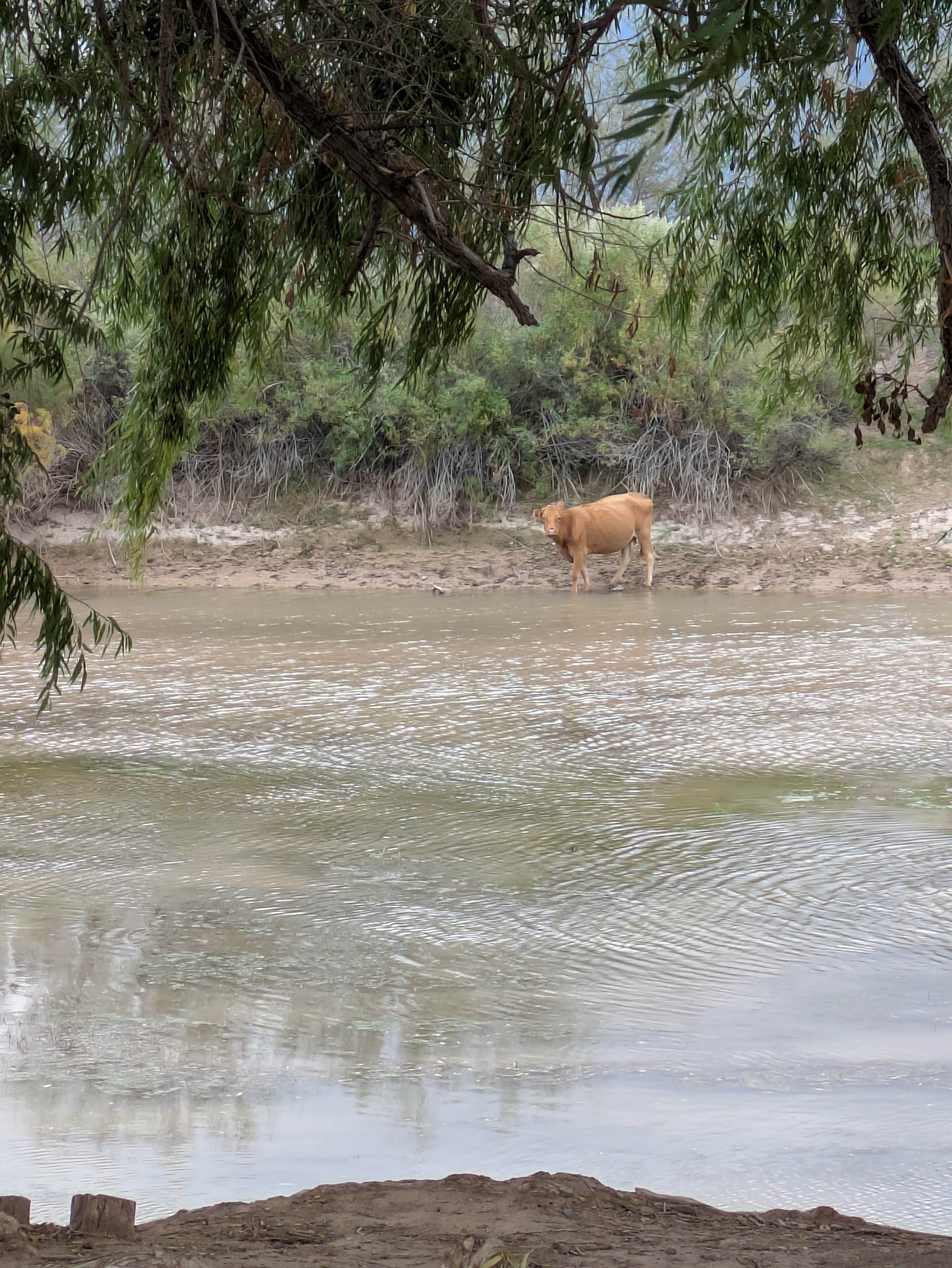Camper-submitted photo at Truth or Consequences Camp on Rio Grande near Caballo, NM