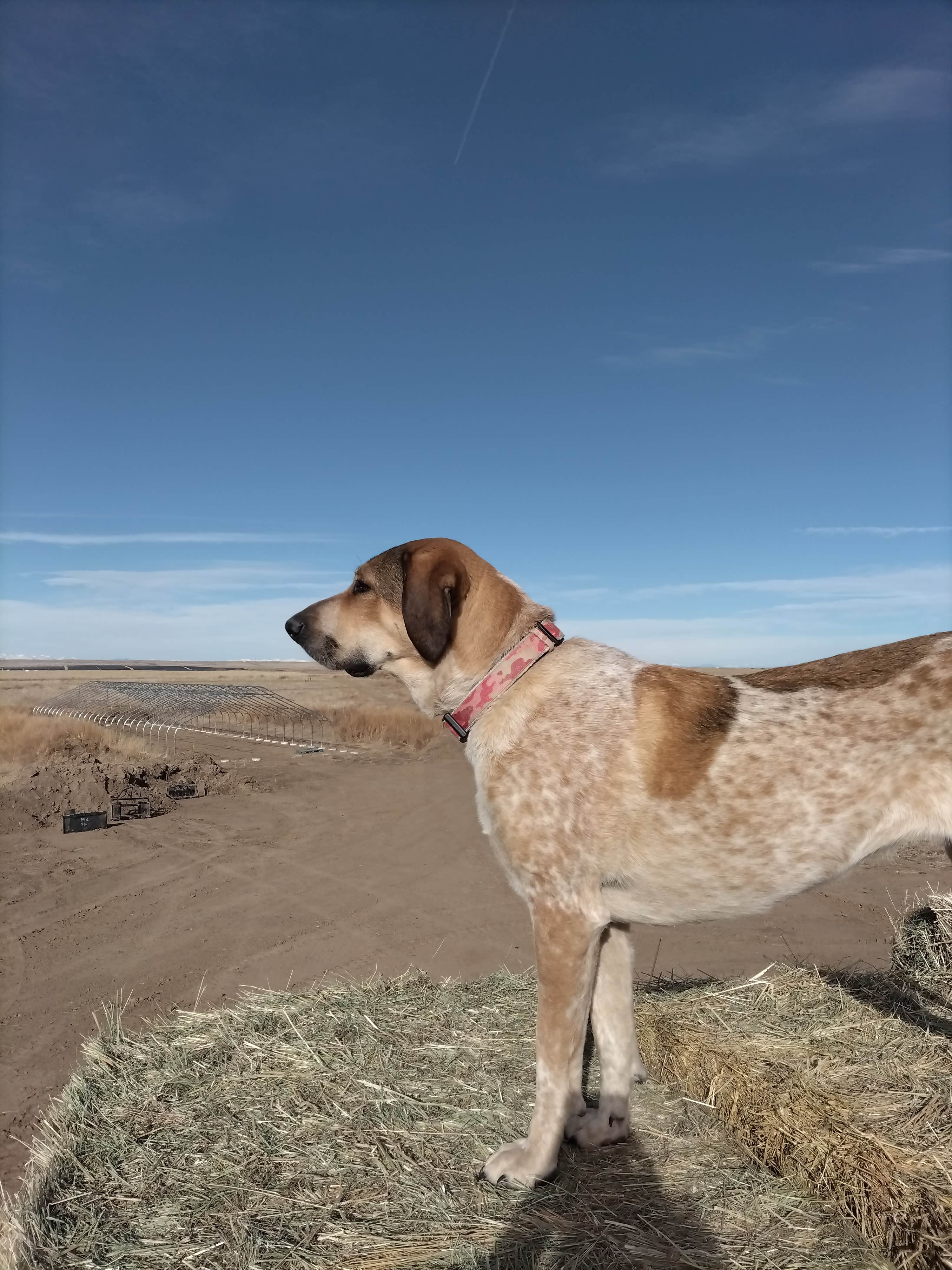 Tuff's Ranch   .'s photo of camping with pets at Tuff's Ranch near Denver, CO