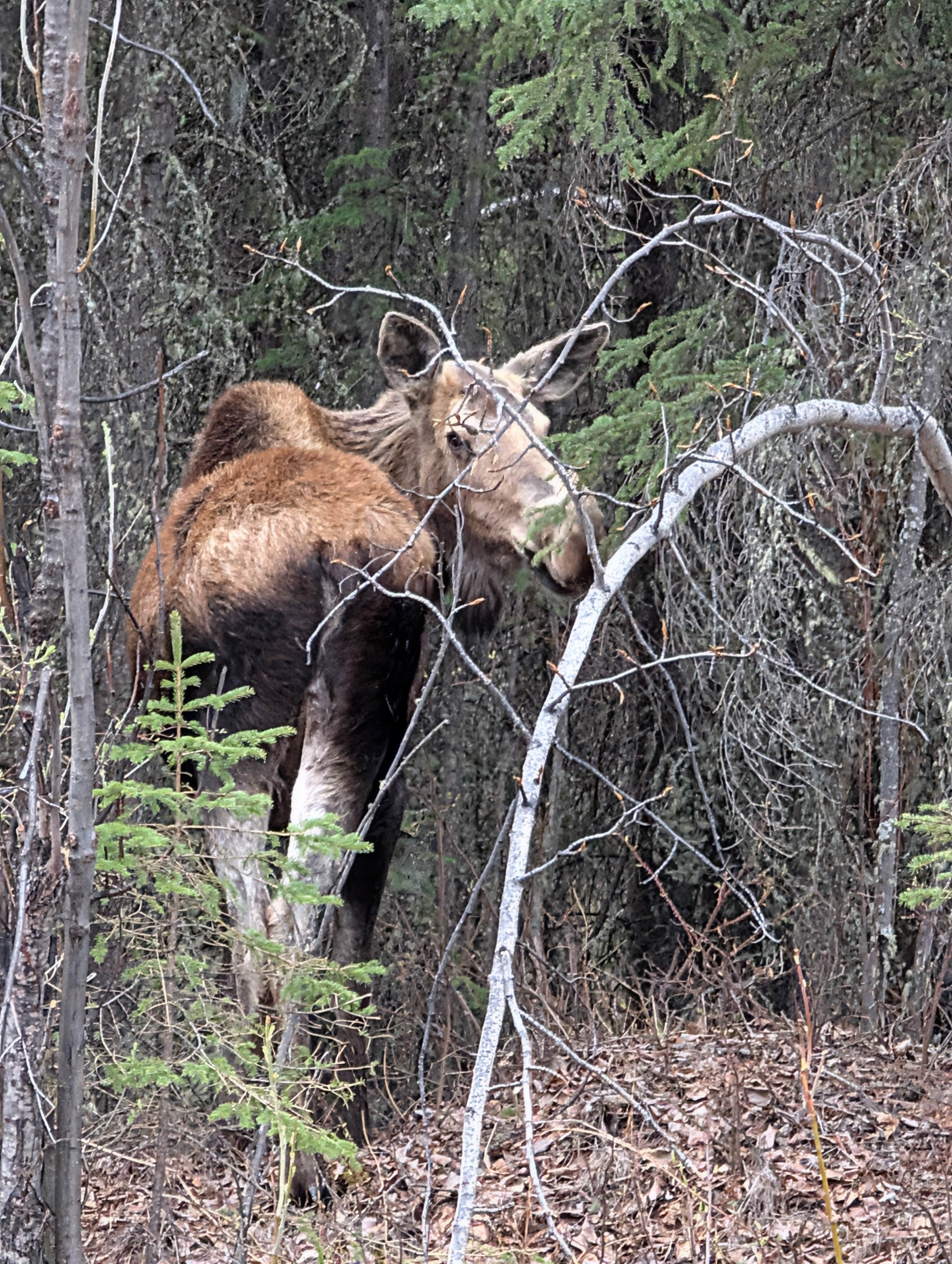 Camper-submitted photo at Tundra Lodge and RV Park near Tanacross, AK
