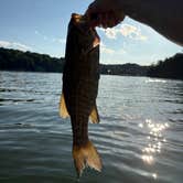 Review photo of Turkey Creek Campground — Tims Ford State Park by Travis J., June 24, 2025