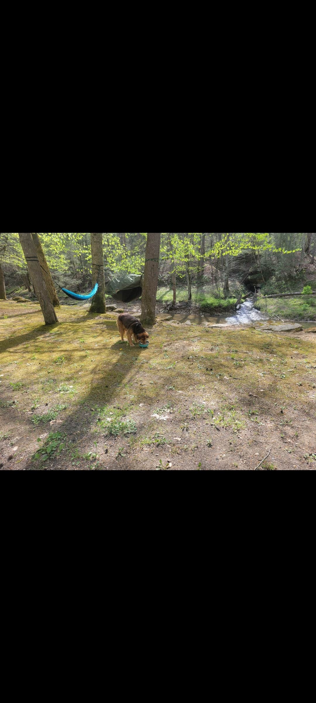 Camper submitted image from Turkey Foot Campground - 2