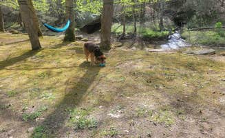 Liz M.'s photo of camping with pets at Turkey Foot Campground near Slade, KY