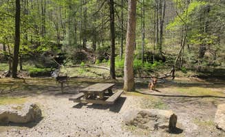 Liz M.'s photo of camping with pets at Turkey Foot Campground near Slade, KY