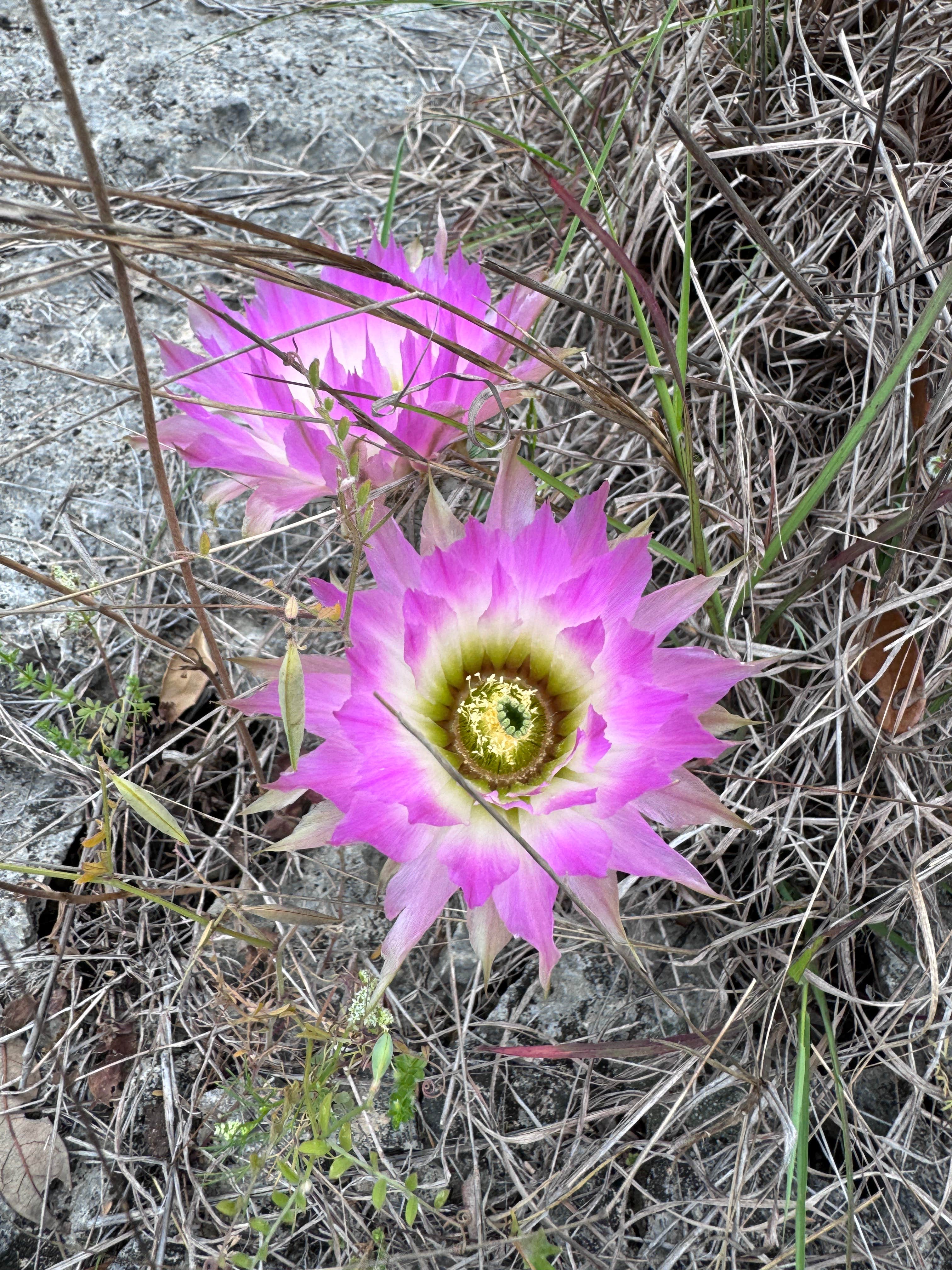 Camper-submitted photo at Turkey Sink Camping Area — Guadalupe River State Park near Fair Oaks Ranch, TX