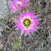 Review photo of Turkey Sink Camping Area — Guadalupe River State Park by Arthur M., April 19, 2024