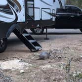 Review photo of Turkey Sink Camping Area — Guadalupe River State Park by Dianne D., December 6, 2025