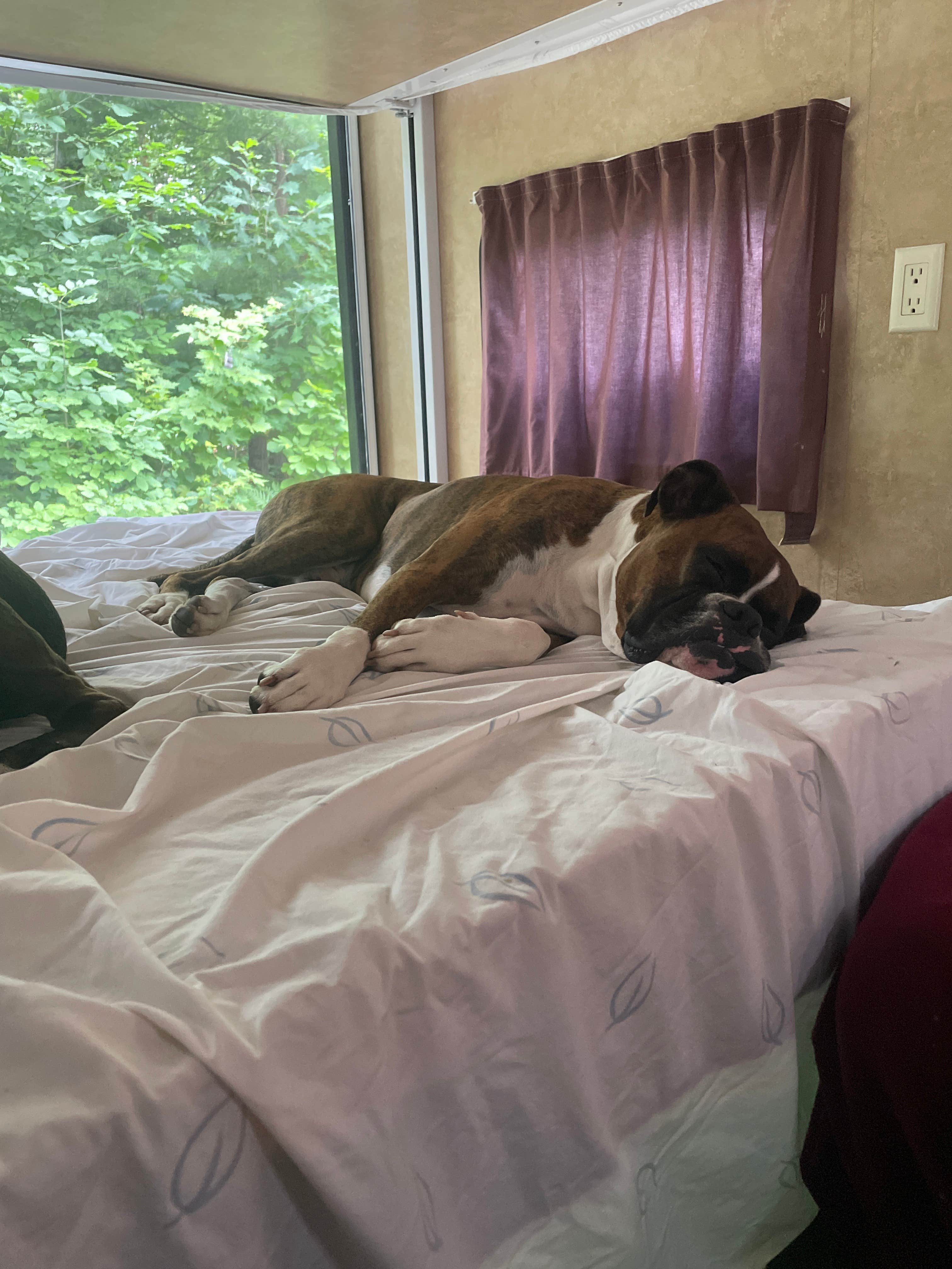 steve L.'s photo of glamping accommodations at Turtle Lake Campground near Maple City, MI