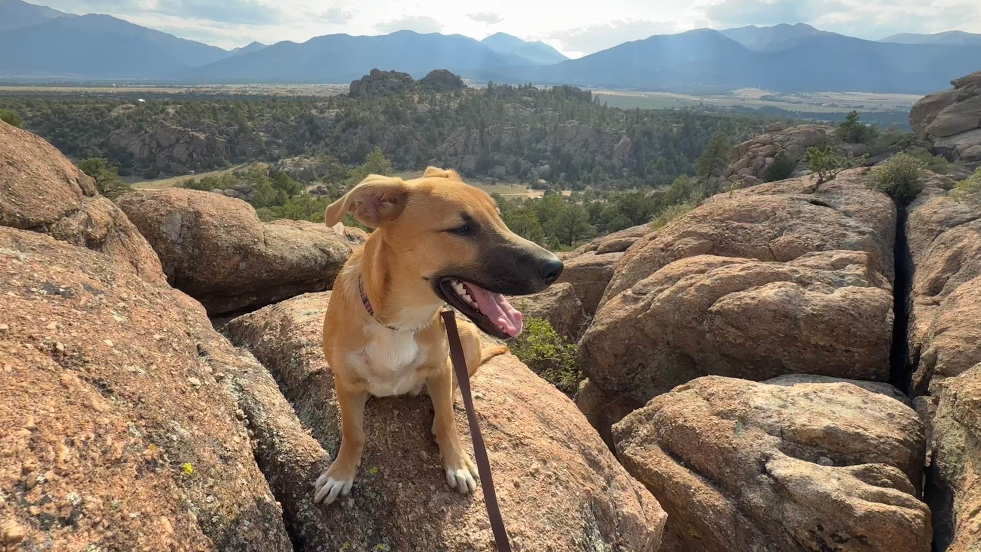brickhousegary H.'s photo of camping with pets at Turtle Rock Campground near Buena Vista, CO