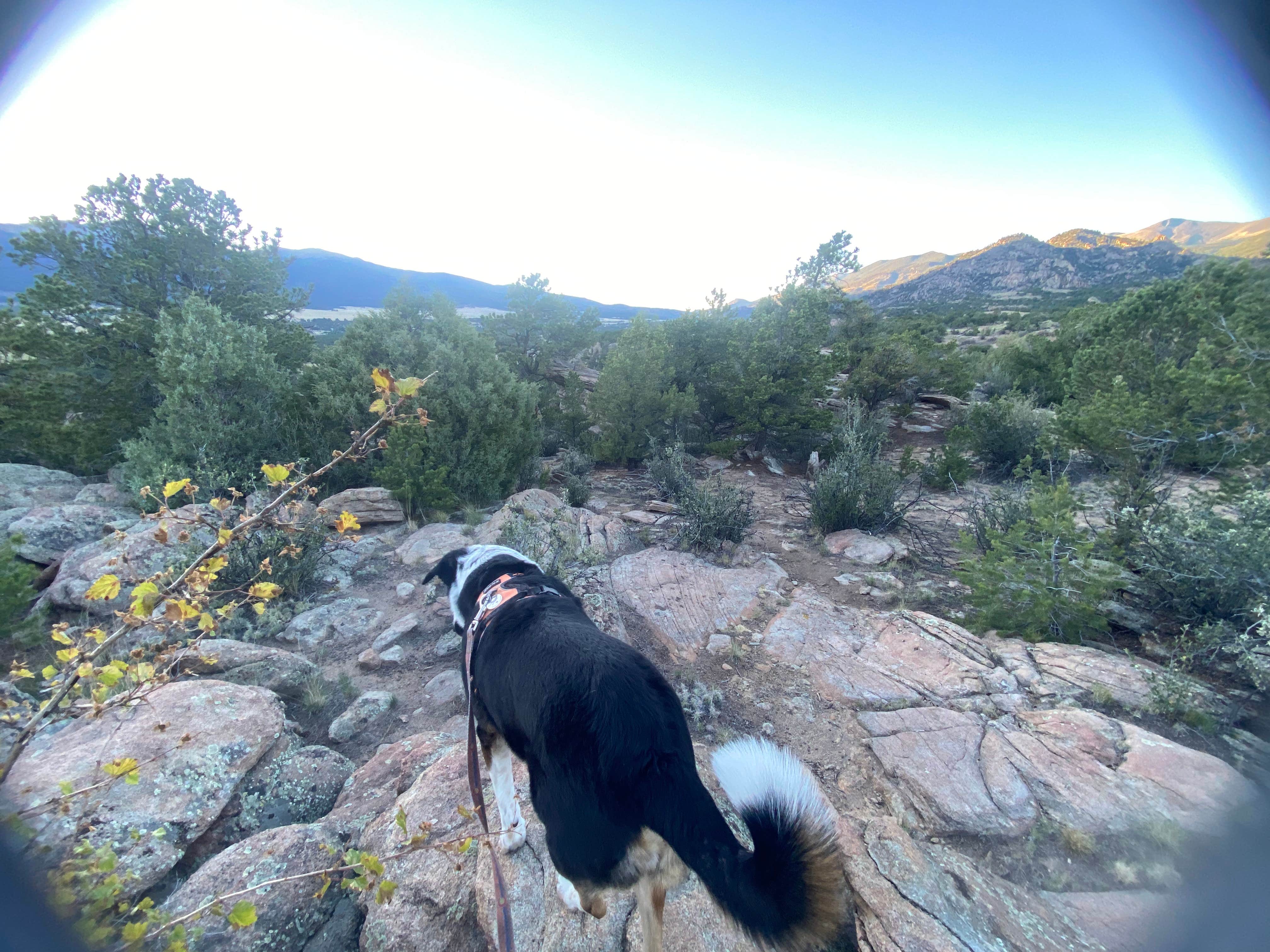 Coco's photo of camping with pets at Turtle Rock Campground near Buena Vista, CO