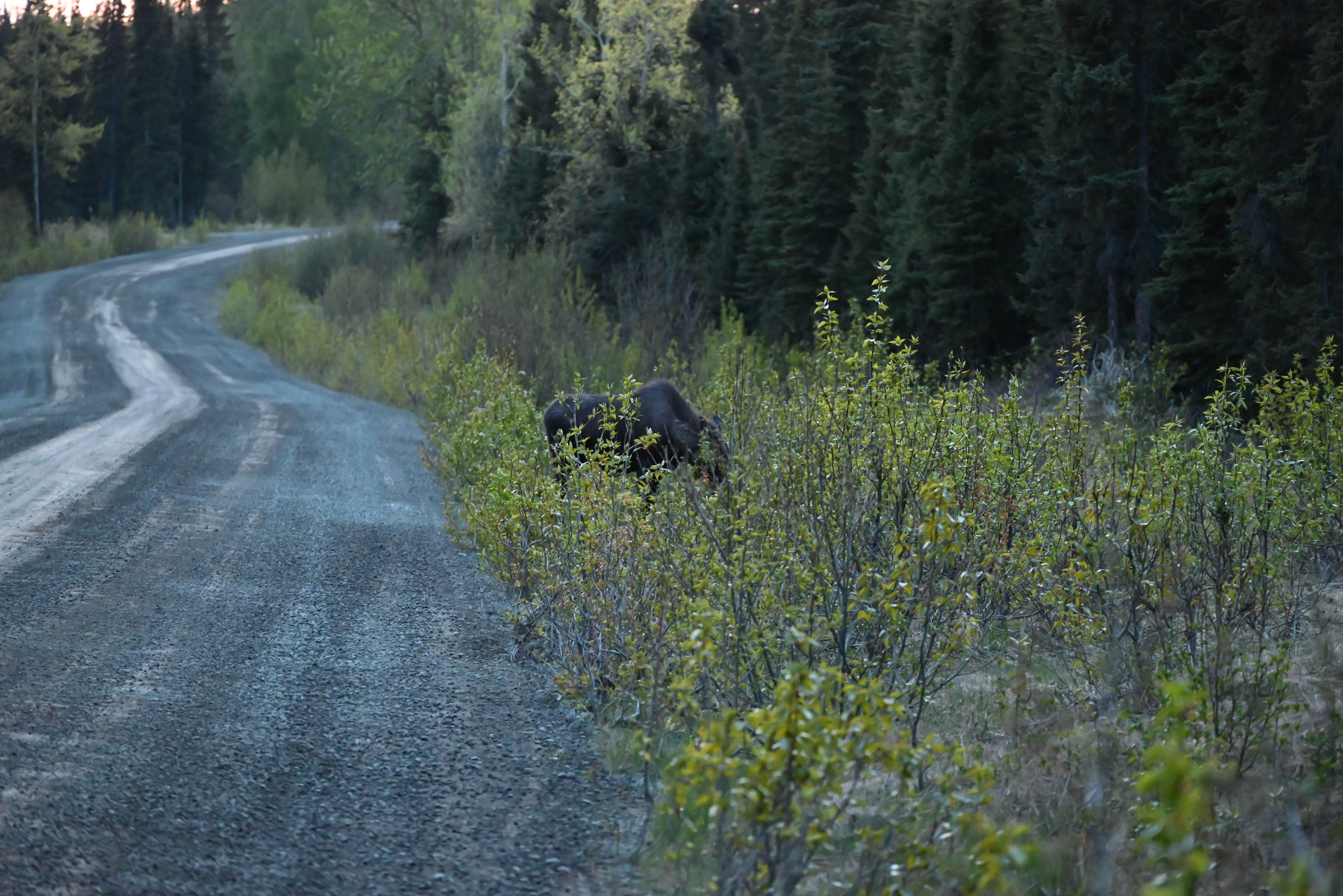 Camper-submitted photo at Tustumena Lake near Kasilof, AK