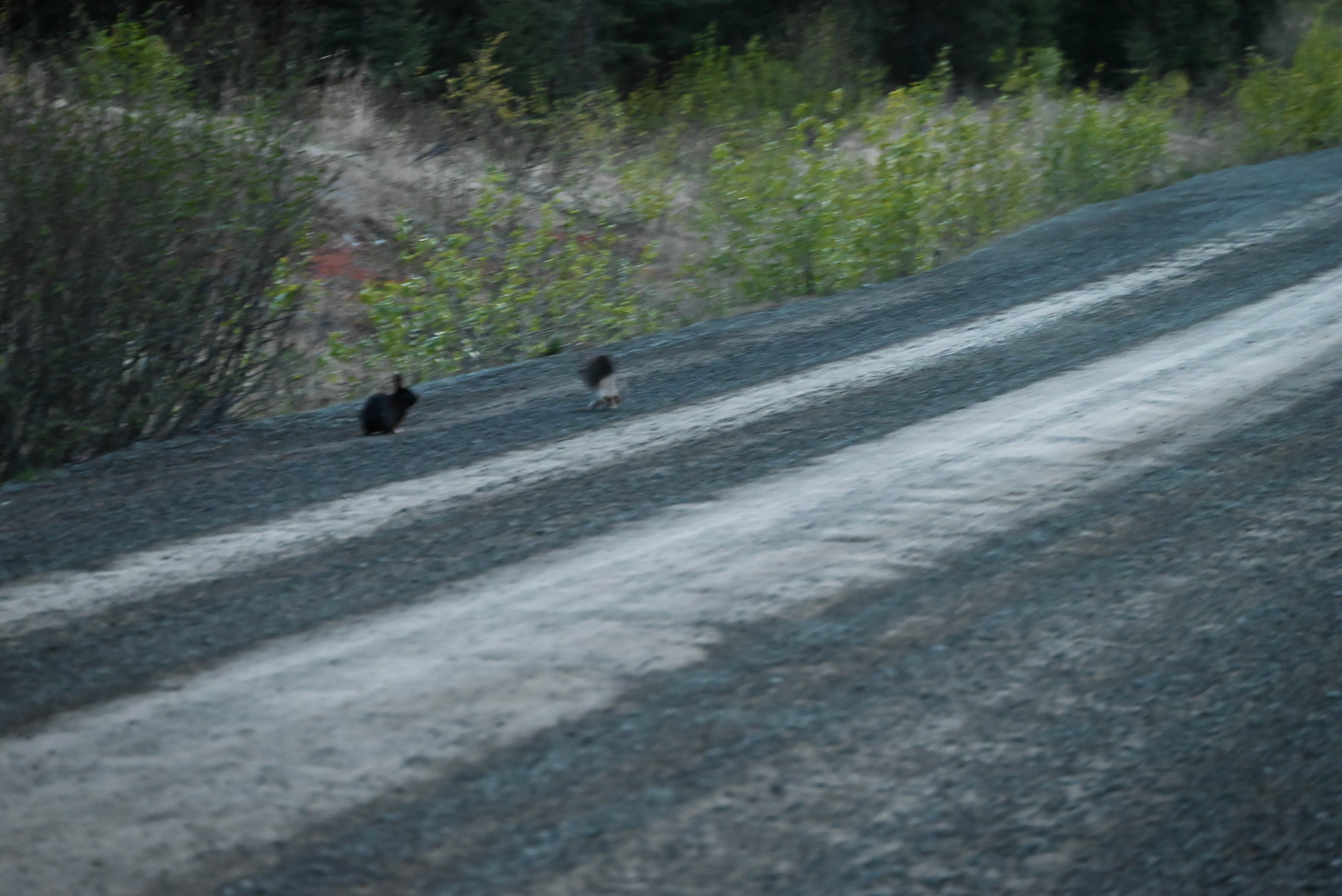 Joseph W.'s photo of camping with pets at Tustumena Lake near Ninilchik, AK