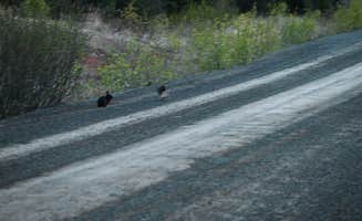 Joseph W.'s photo of camping with pets at Tustumena Lake near Ninilchik, AK