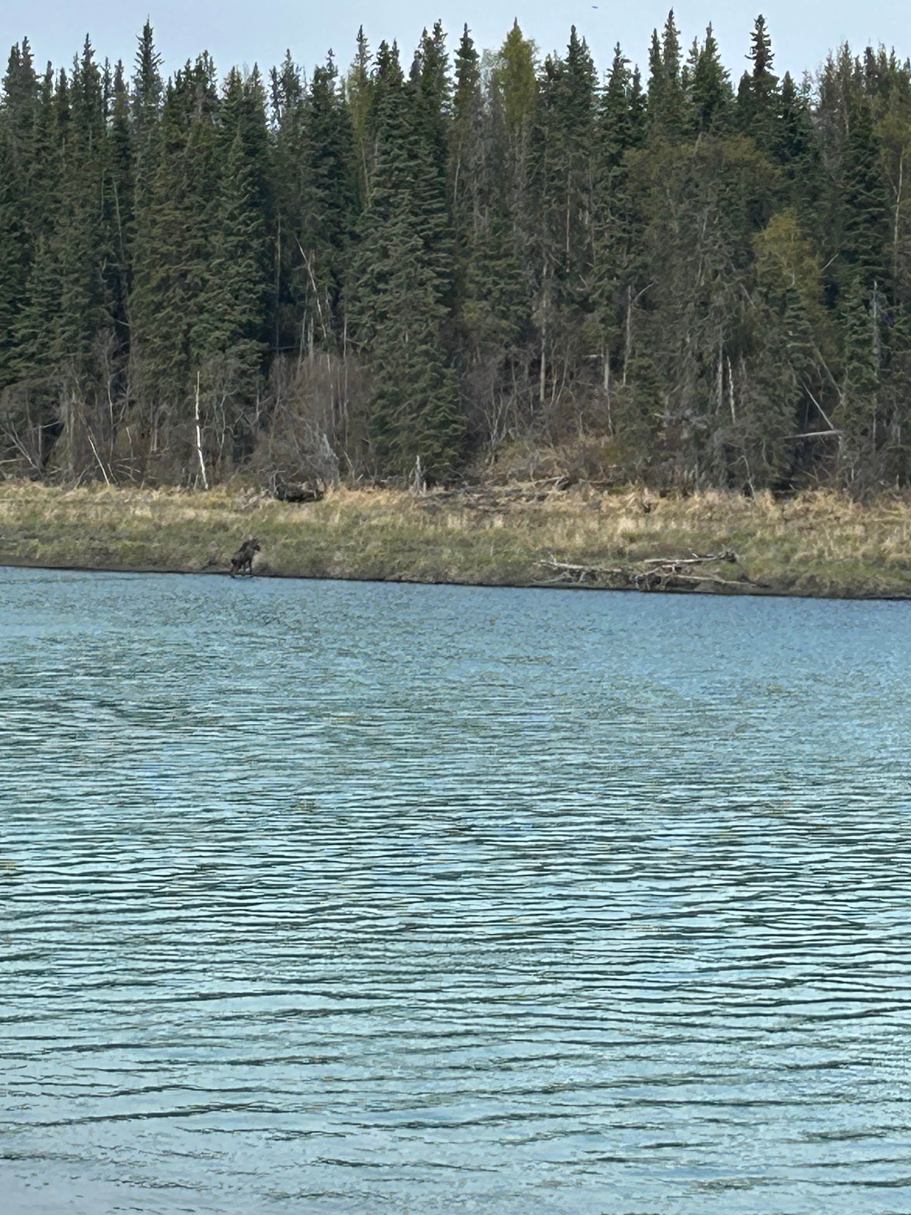Camper-submitted photo at Tustumena Lake near Kasilof, AK