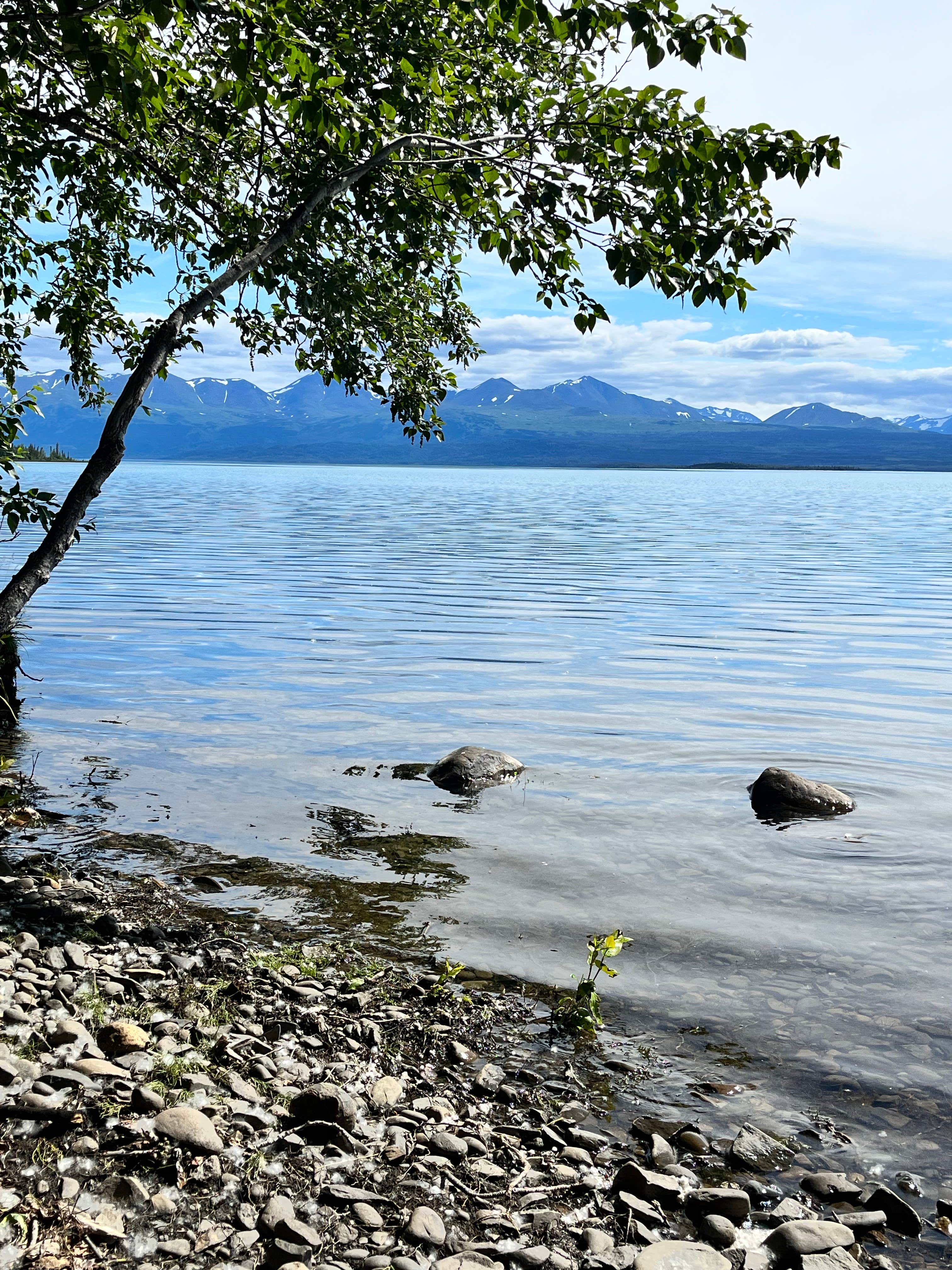 Bonnie P.'s photo of a dispersed camping area at Tustumena Lake near Ninilchik, AK
