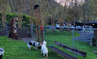 David S.'s photo of camping with pets at Twin Creek RV Resort near Great Smoky Mountains National Park