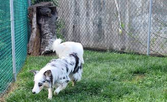 David S.'s photo of camping with pets at Twin Creek RV Resort near Pigeon Forge, TN