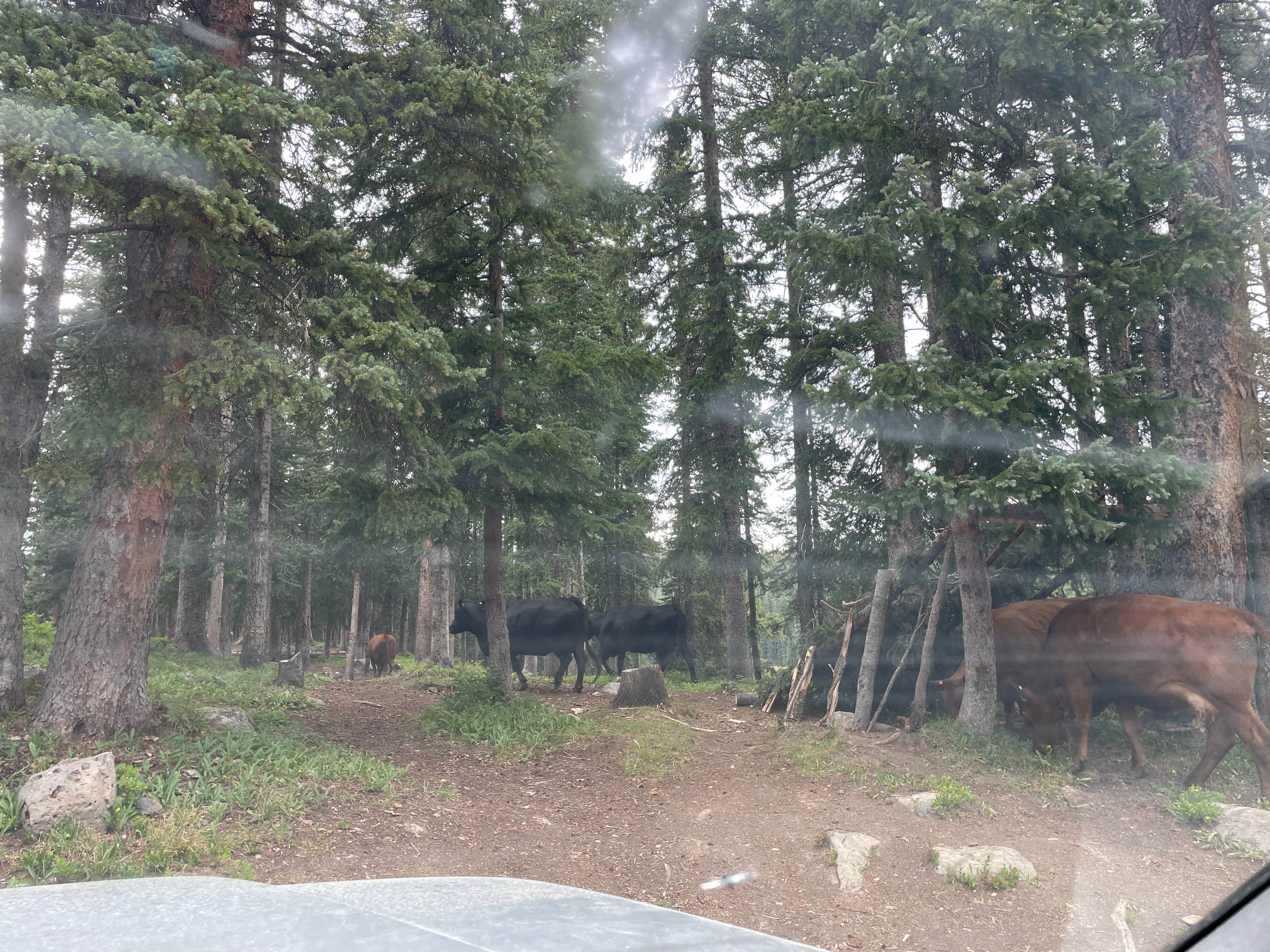 Camper-submitted photo at Twin Lake Dispersed Area - Grand Valley Rd near Collbran, CO