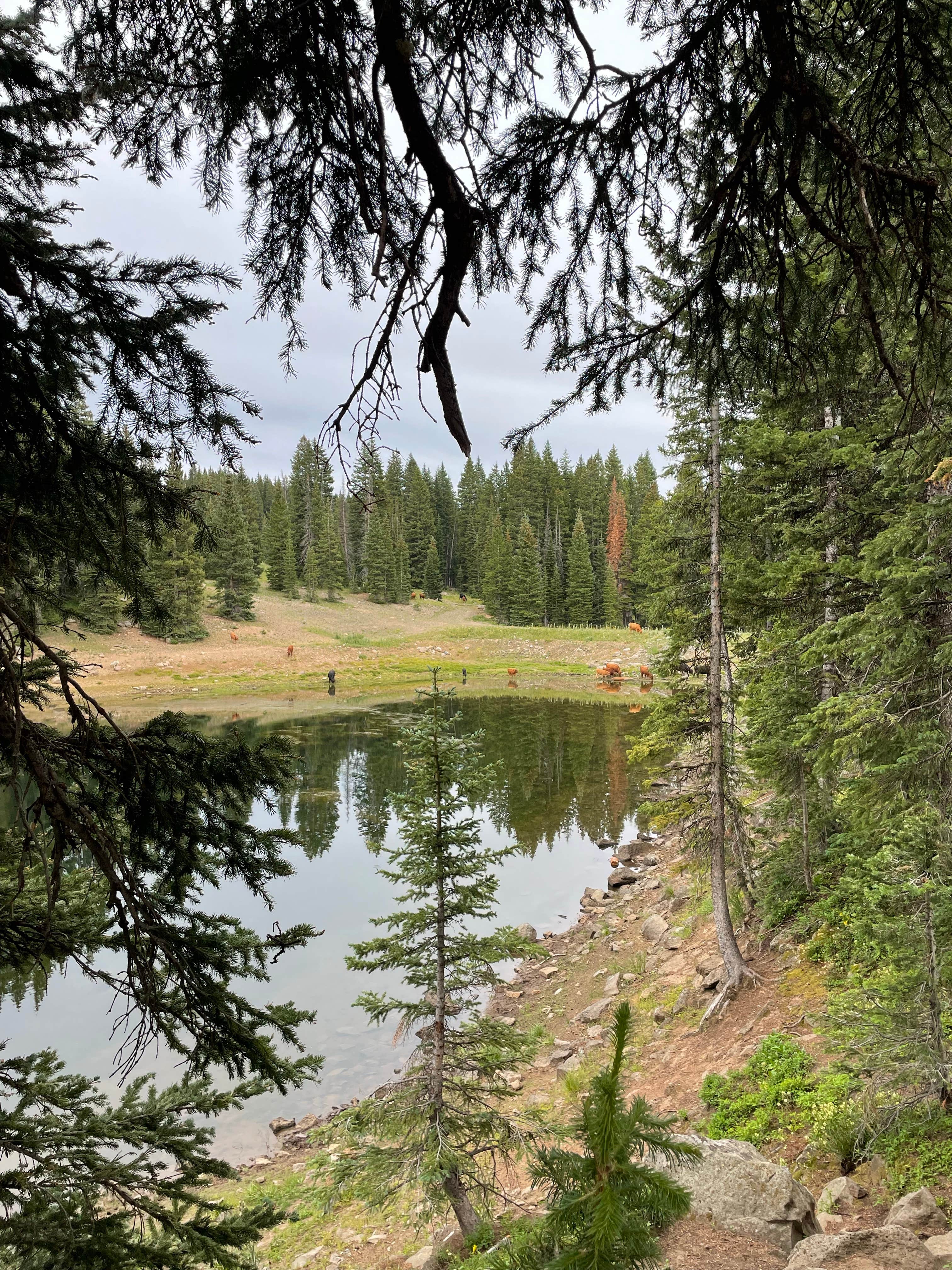 Kat T.'s photo of a dispersed camping area at Twin Lake Dispersed Area - Grand Valley Rd near Collbran, CO