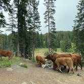 Review photo of Twin Lake Dispersed Area - Grand Valley Rd by Kat T., August 1, 2025