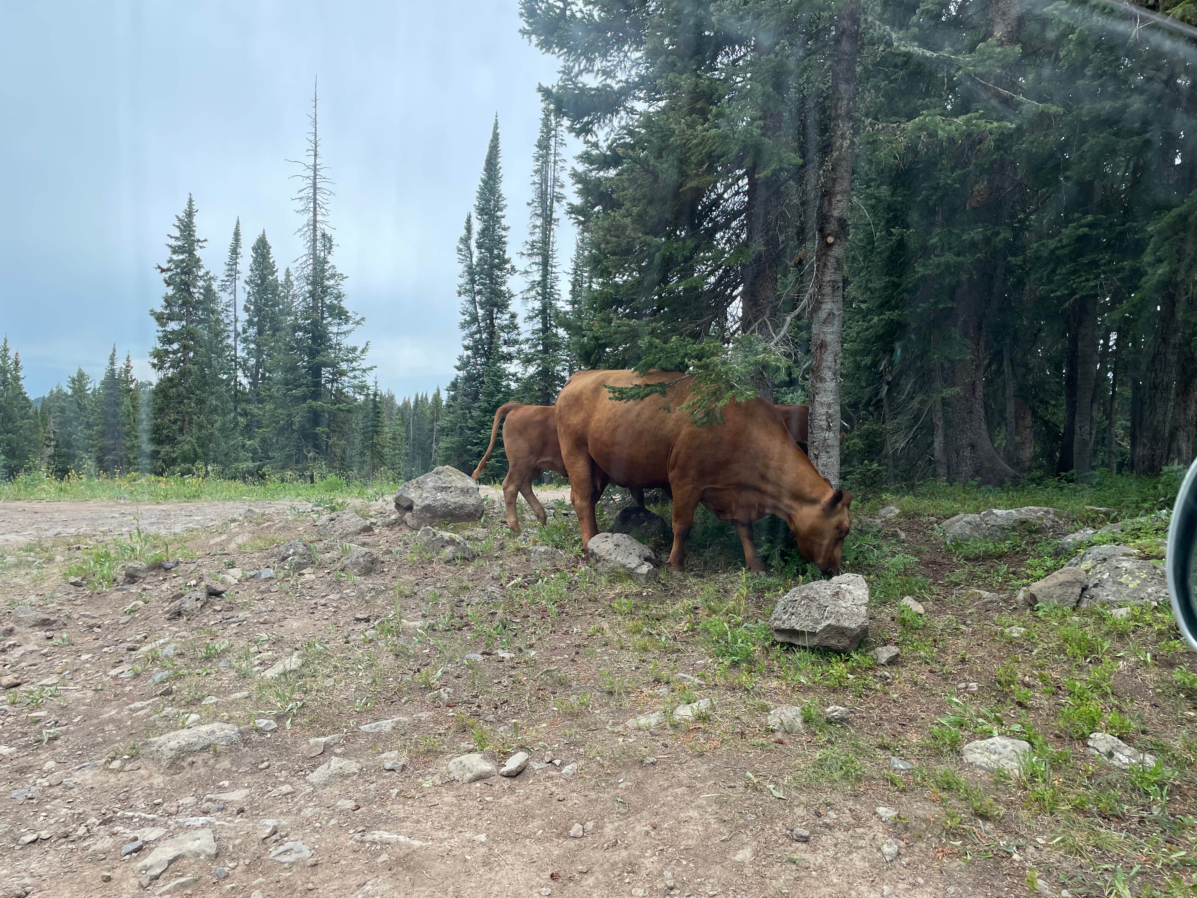 Camper-submitted photo at Twin Lake Dispersed Area - Grand Valley Rd near Collbran, CO