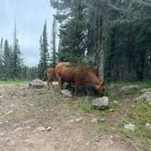 Review photo of Twin Lake Dispersed Area - Grand Valley Rd by Kat T., August 1, 2025