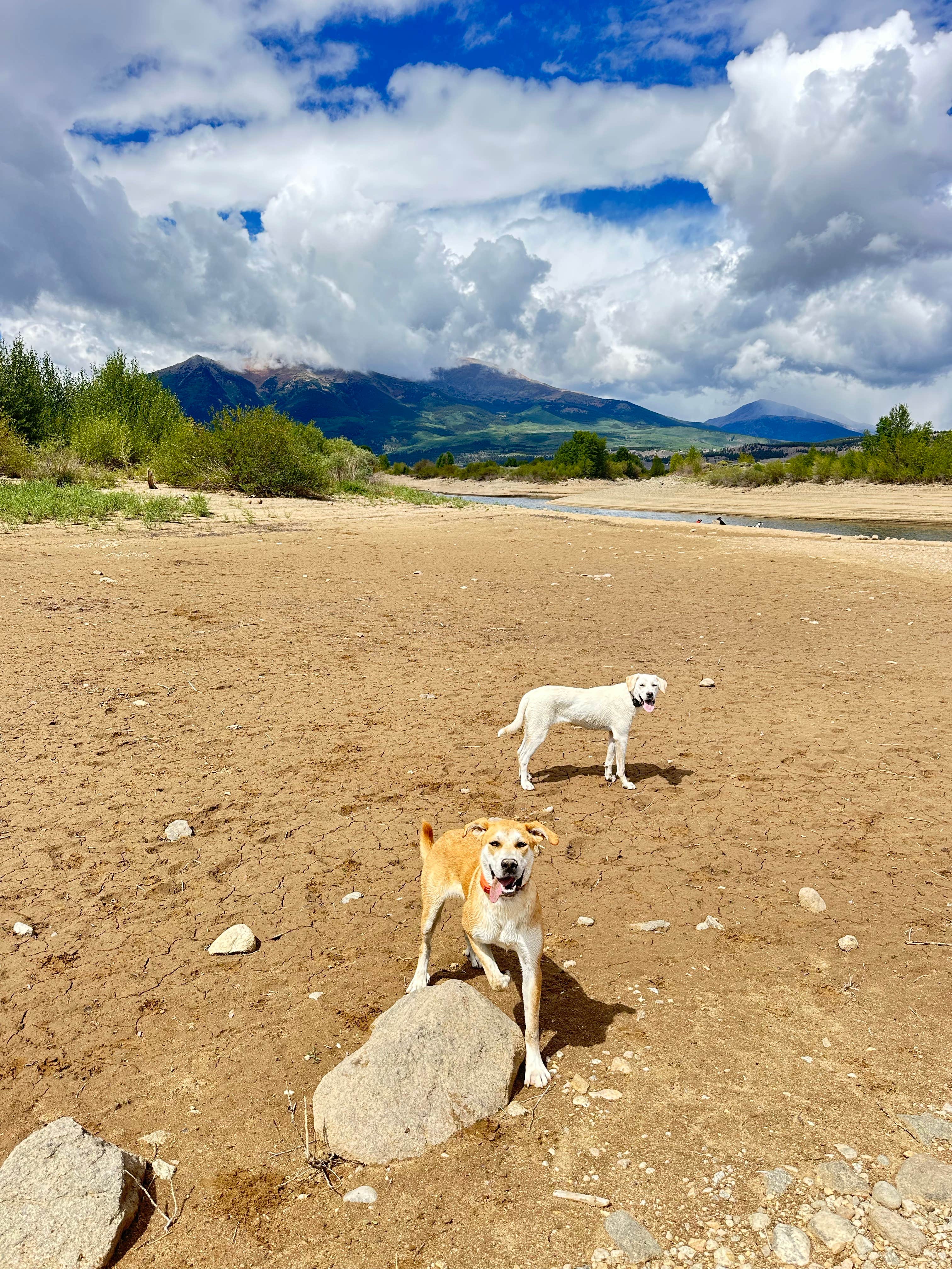 Alonso O.'s photo of camping with pets at Twin Lakes Overlook Dispersed Camping near Granite, CO