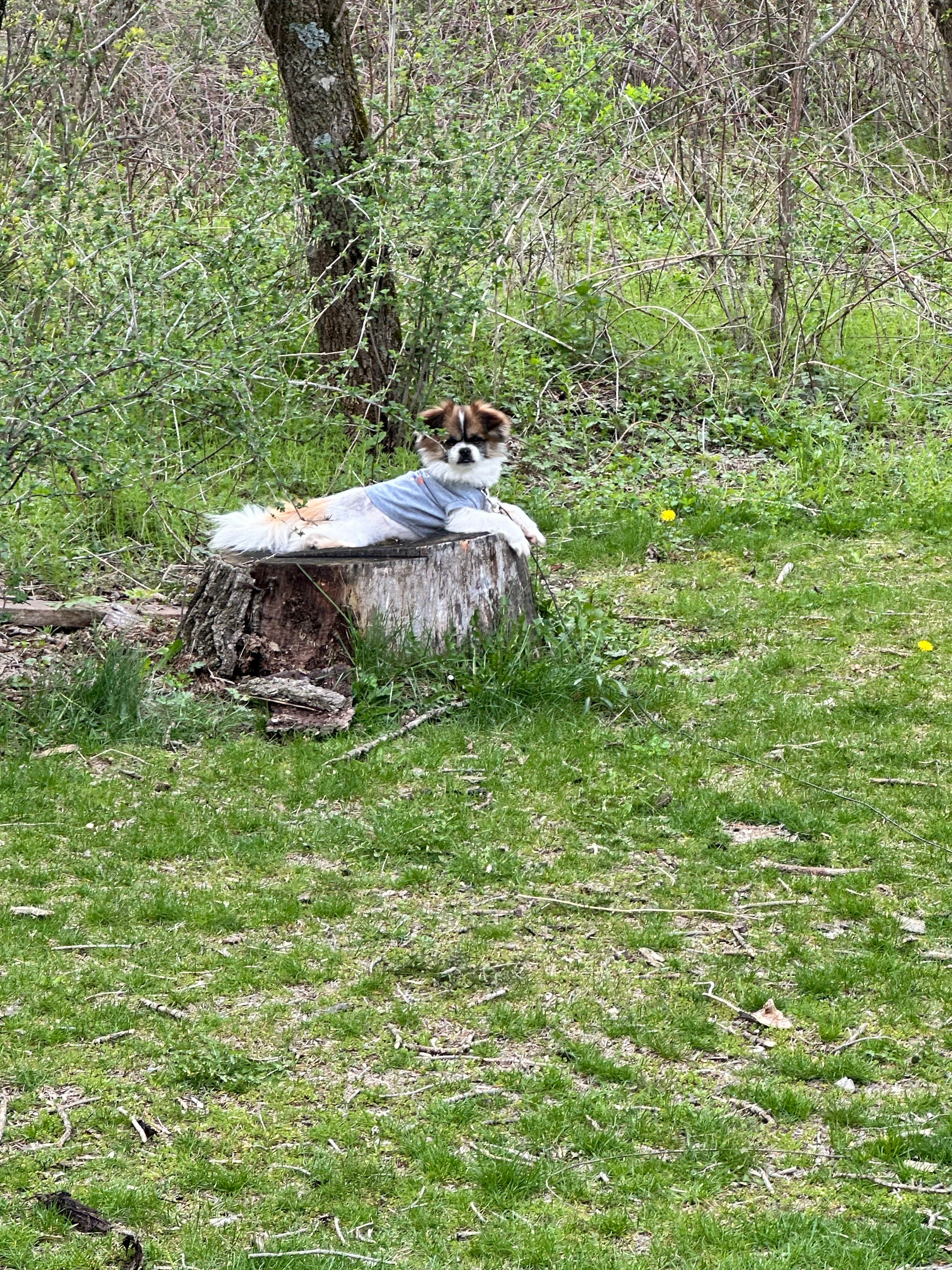 corey's photo of camping with pets at Twins Campground near Osage, IA