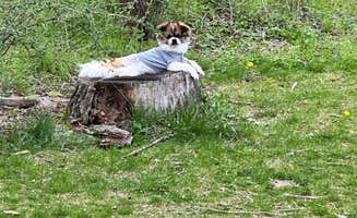 corey's photo of camping with pets at Twins Campground near Chatfield, MN