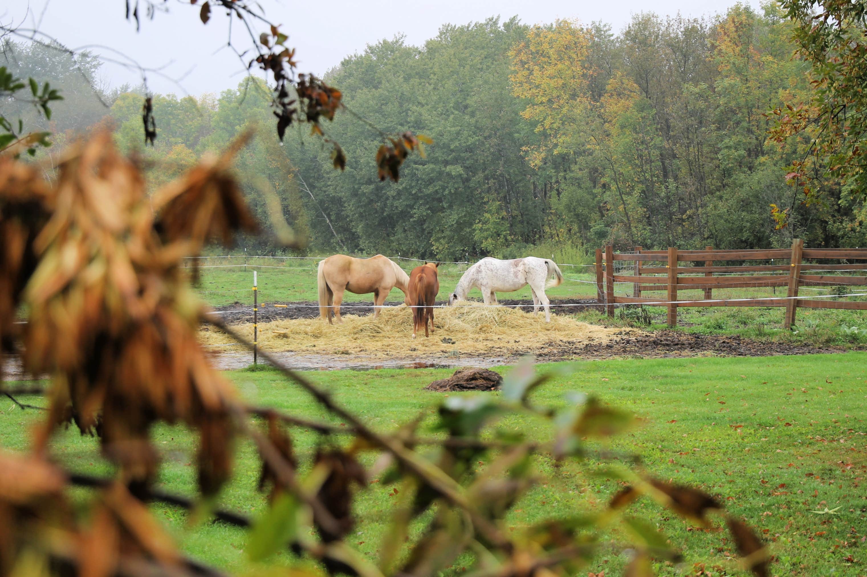 Carmen G.'s photo of camping with a horse at Twisted Willow Farmstay near Wadena, MN