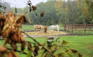 Carmen G.'s photo of camping with a horse at Twisted Willow Farmstay near Crosby, MN
