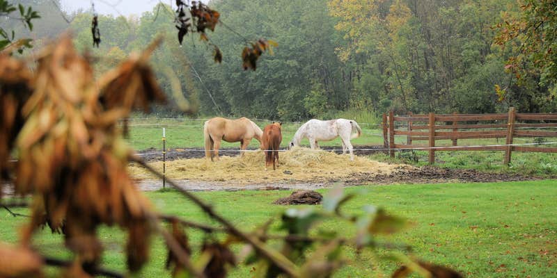 Camper submitted image from Twisted Willow Farmstay